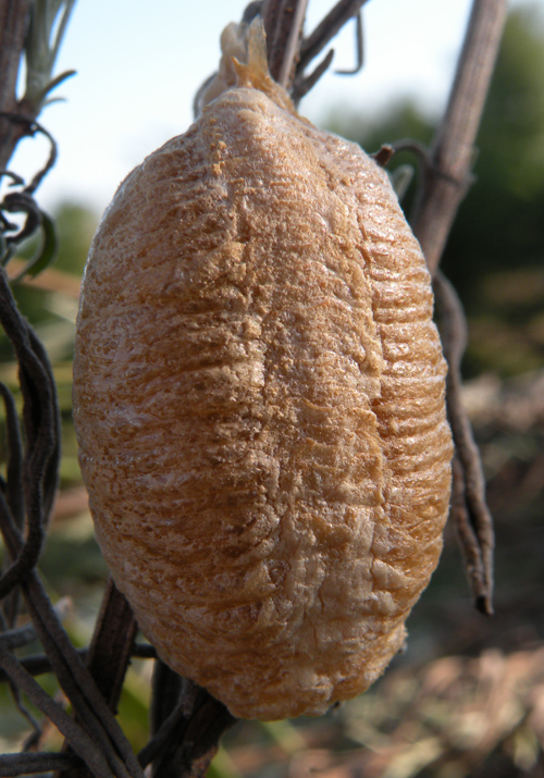 chi ci sar dentro? (ooteca di Mantis religiosa)