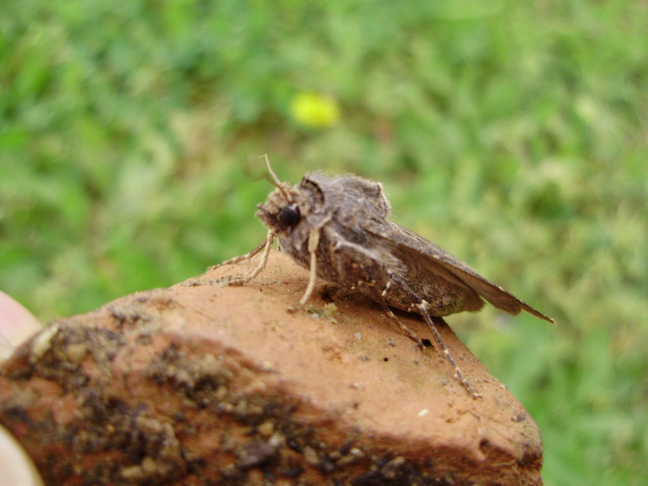 Domanda...    - Agrotis ipsilon