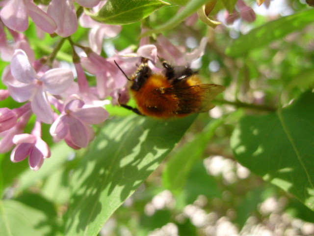 Bombus gruppo pascuorum