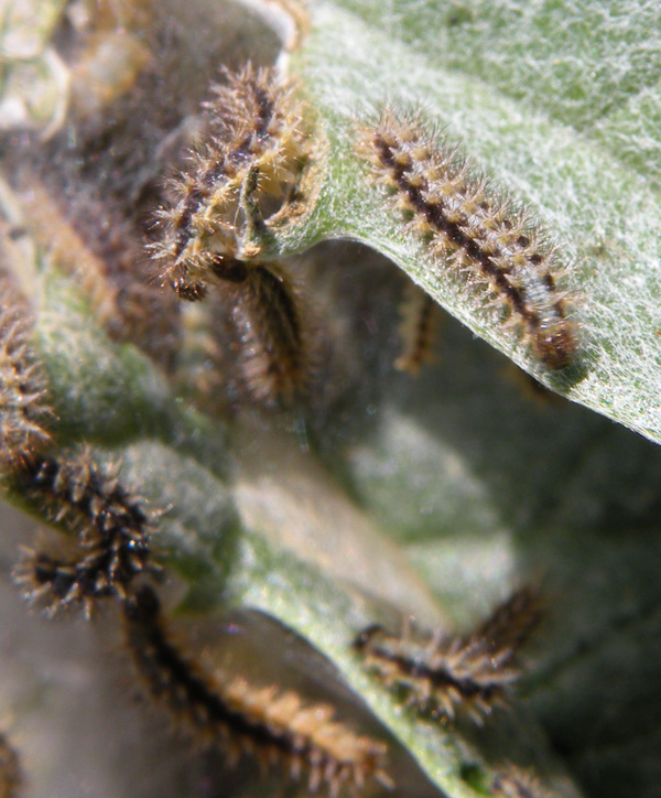 Bruchini su piante di carciofo - Melitaea phoebe