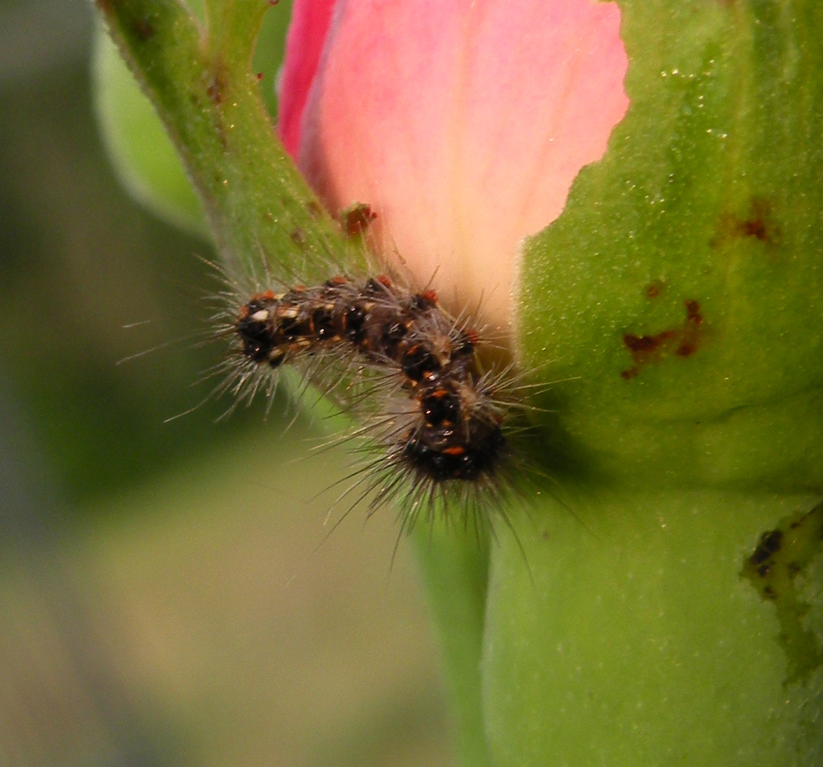 puo essere Lasiocampidae??