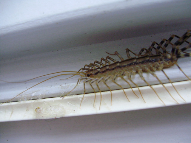 Scutigera coleoptrata
