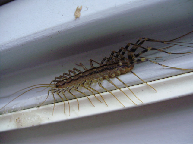 Scutigera coleoptrata