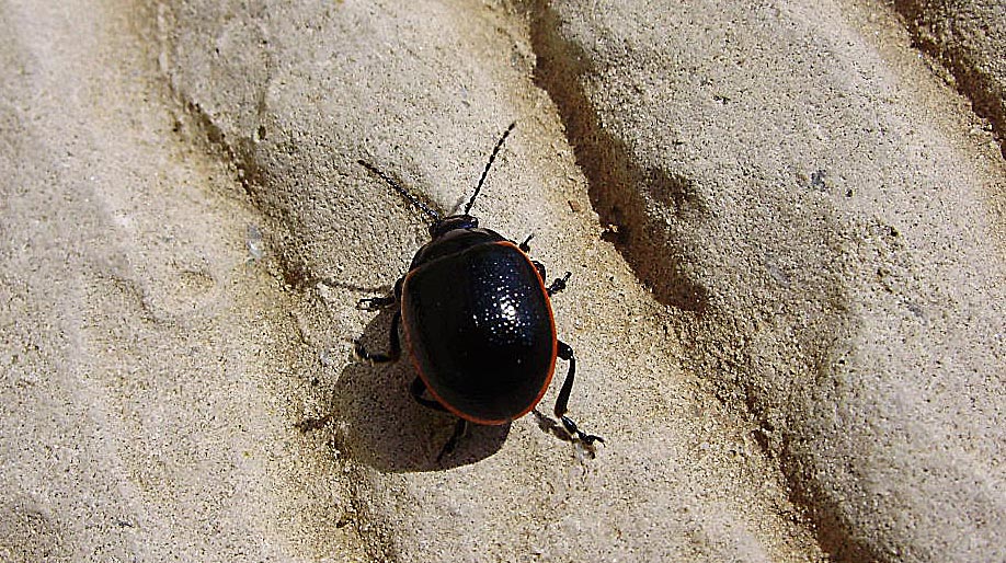 Coccinella?  No, Chrysolina rossia (Chrysomelidae)