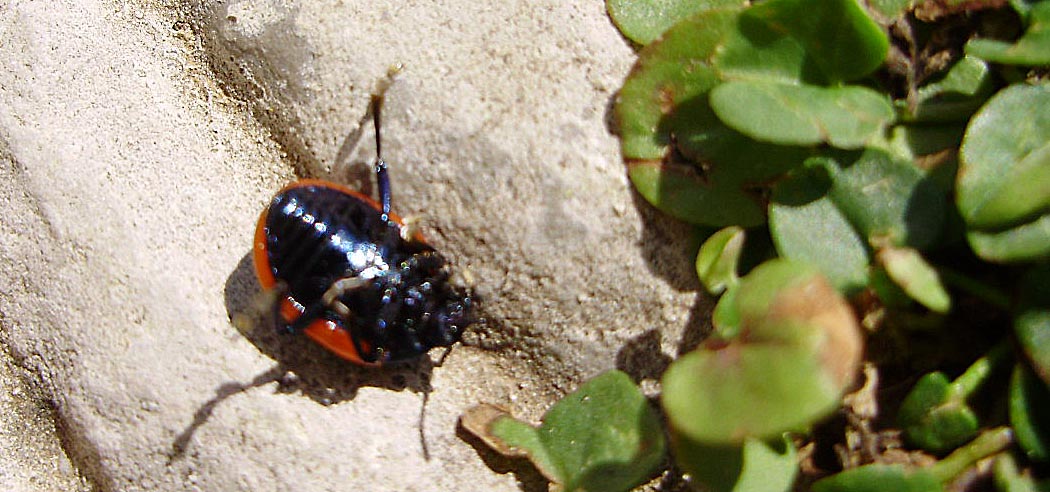 Coccinella?  No, Chrysolina rossia (Chrysomelidae)