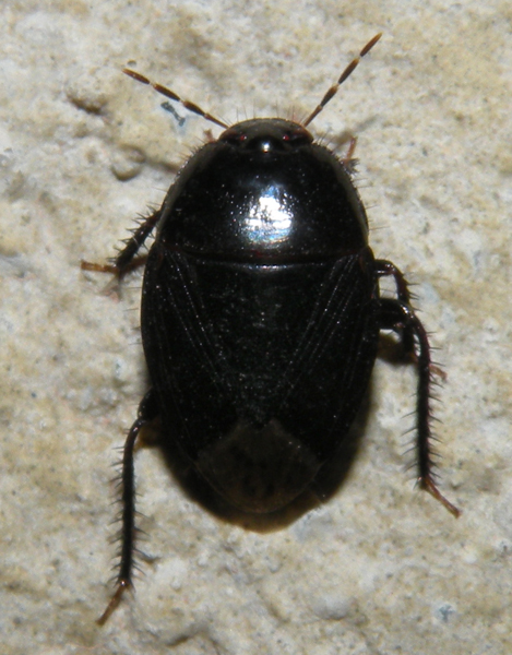 Cydnidae: Macroscytus brunneus siciliano
