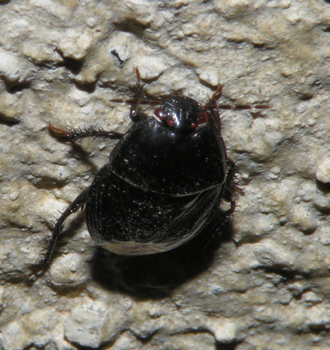 Cydnidae: Macroscytus brunneus siciliano