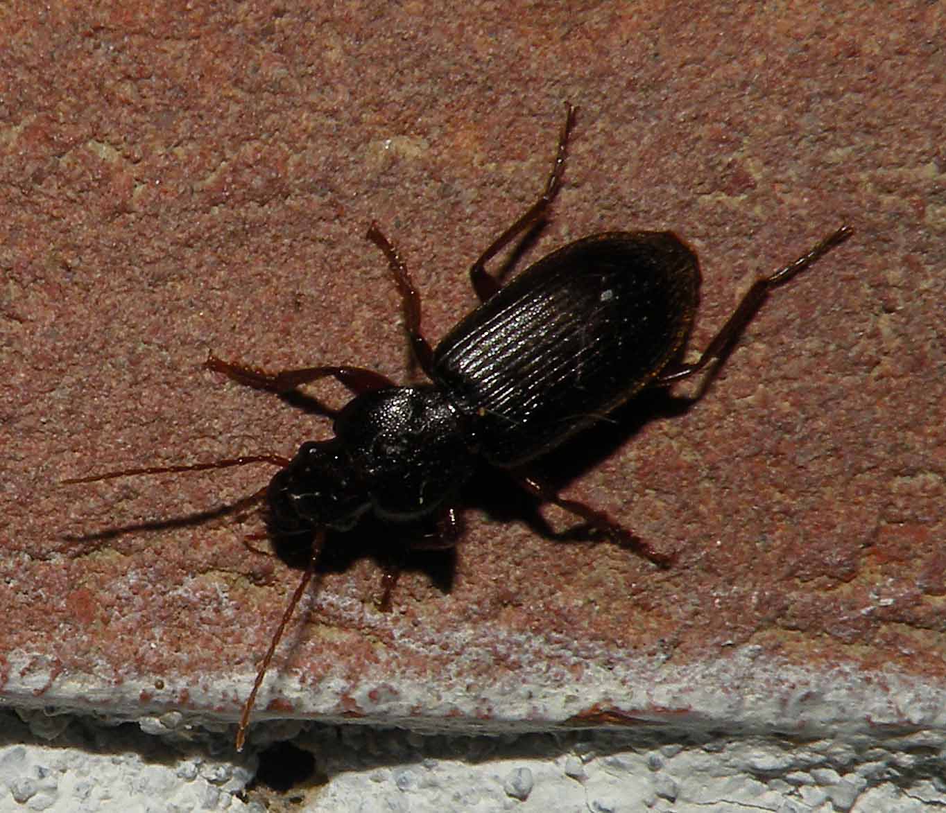 Coleottero Carabidae? Scybalicus oblongiusculus