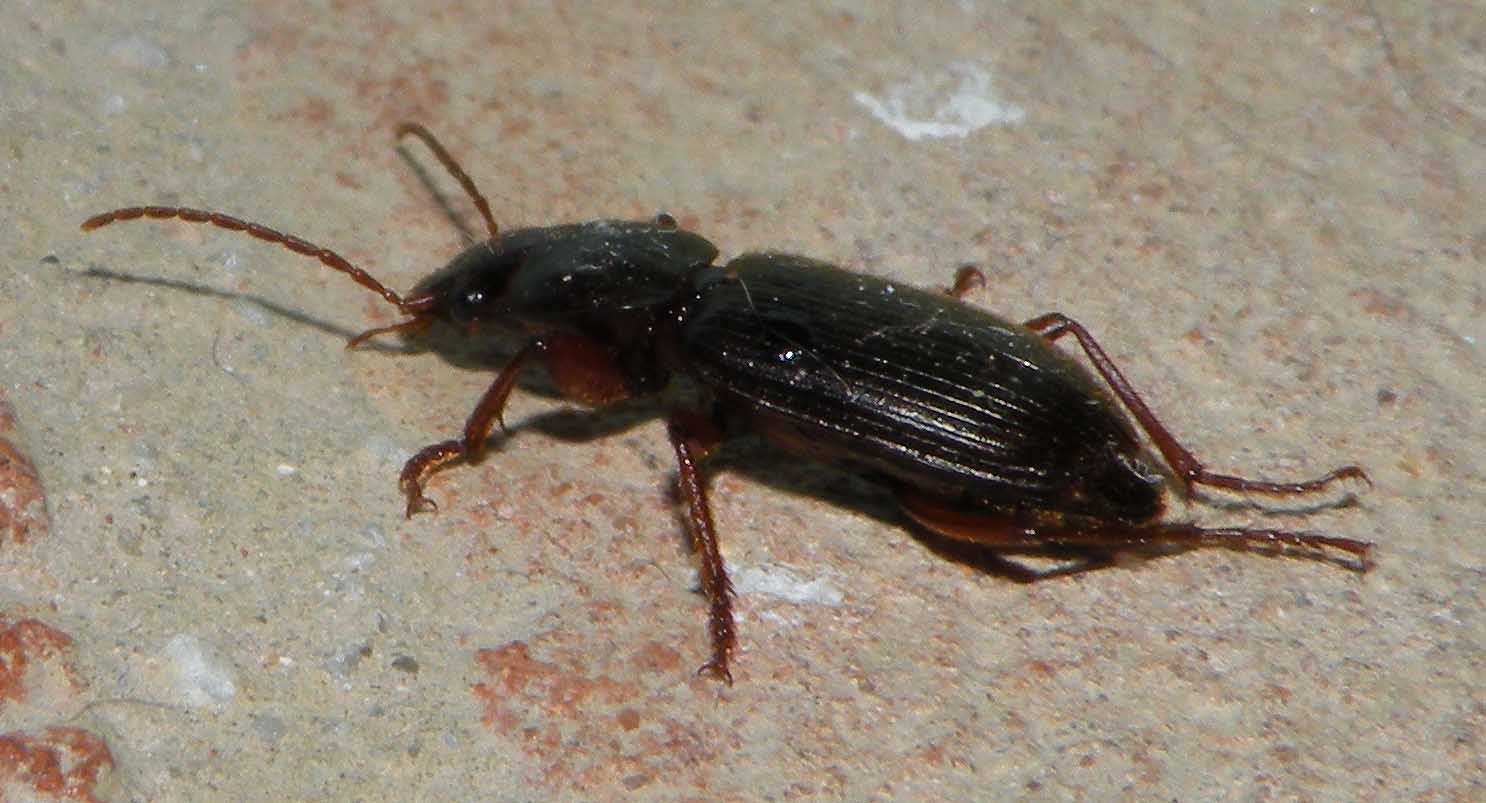 Coleottero Carabidae? Scybalicus oblongiusculus