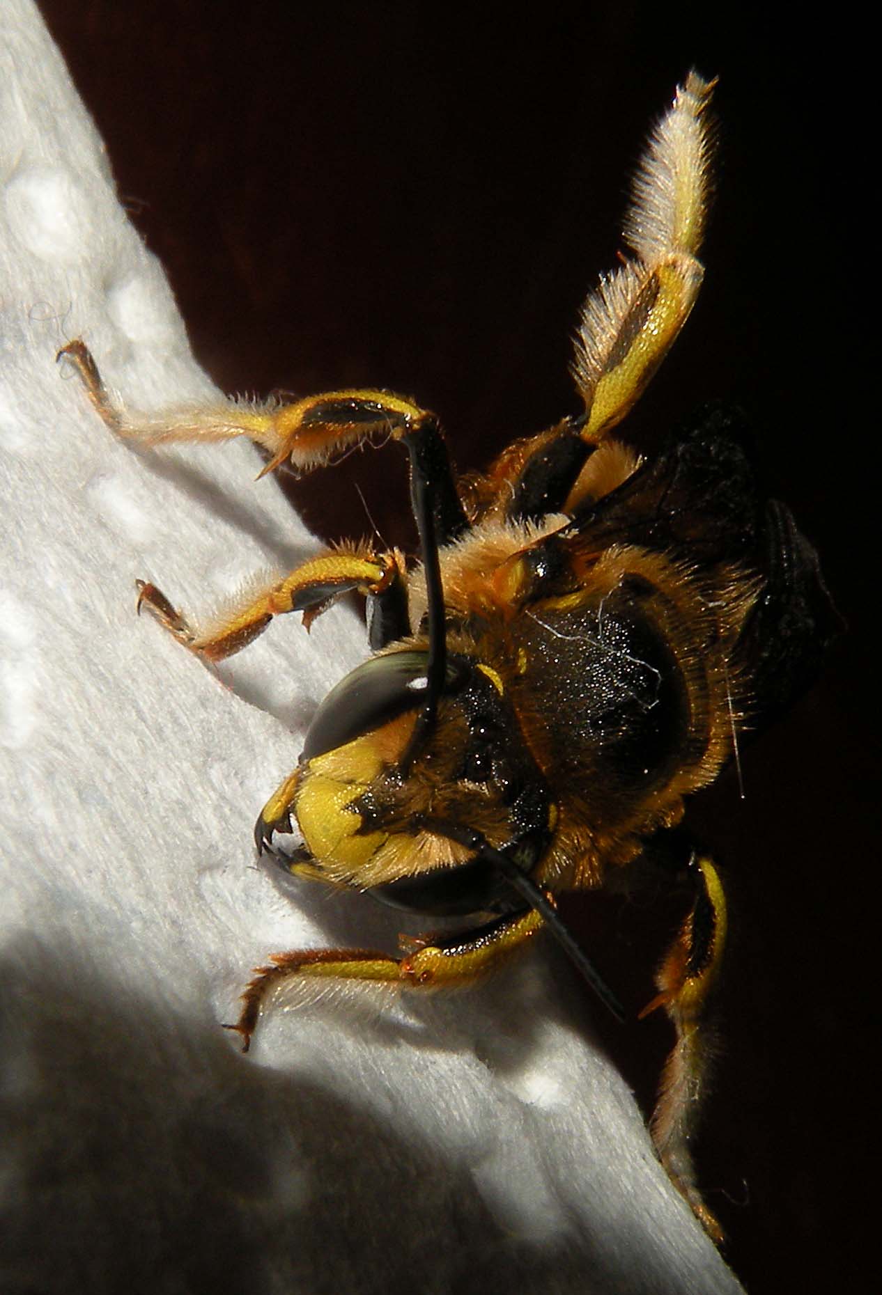 Dittero Syrphidae? No. Imenottero Apidae Megachilinae: cfr. Anthidium sp.