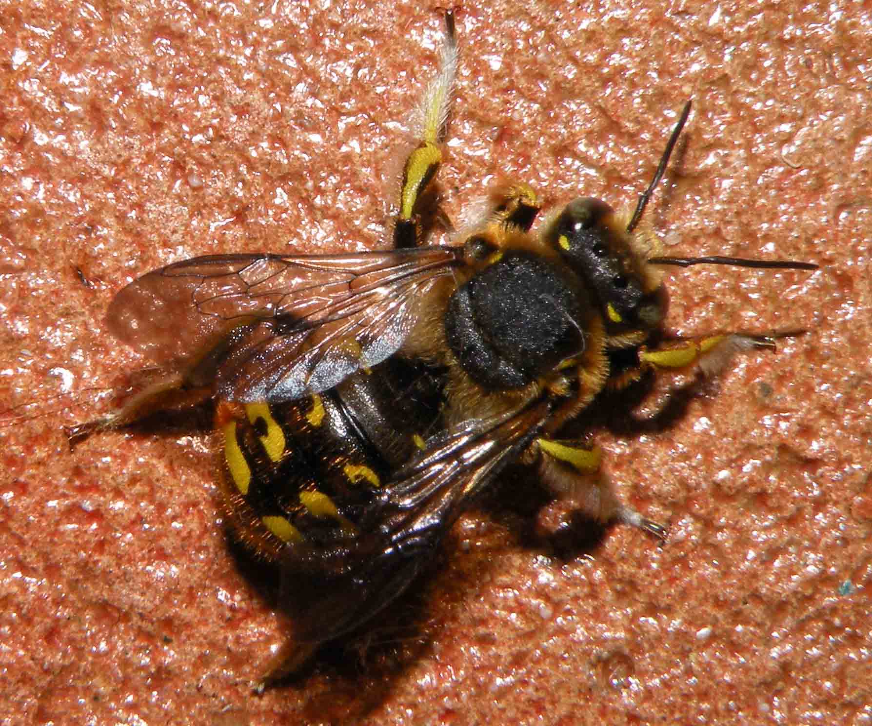 Dittero Syrphidae? No. Imenottero Apidae Megachilinae: cfr. Anthidium sp.