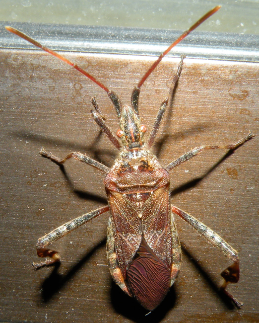 Coreidae: Leptoglossus occidentalis in ufficio!