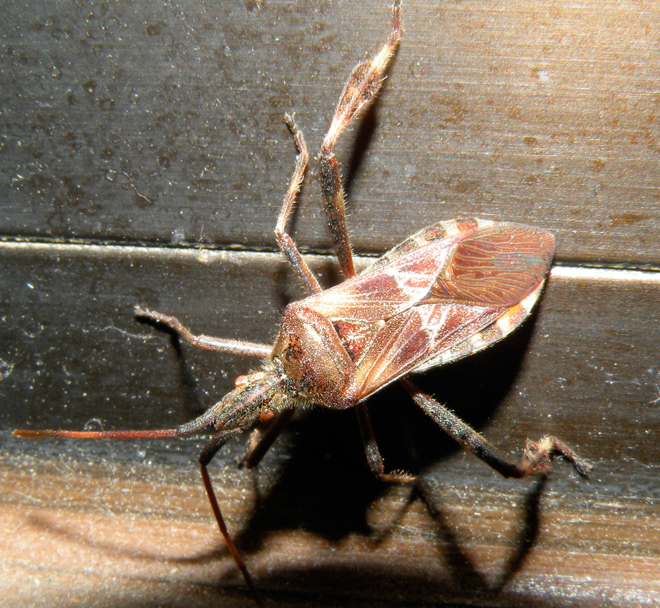 Coreidae: Leptoglossus occidentalis in ufficio!