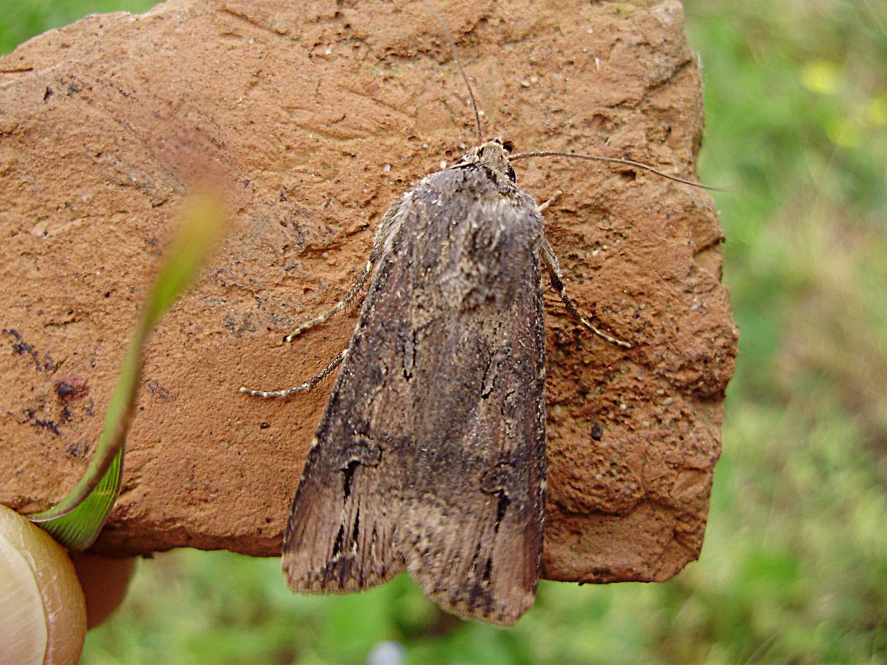 Domanda...    - Agrotis ipsilon