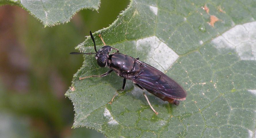 Hermetia illucens F (Stratiomyidae)