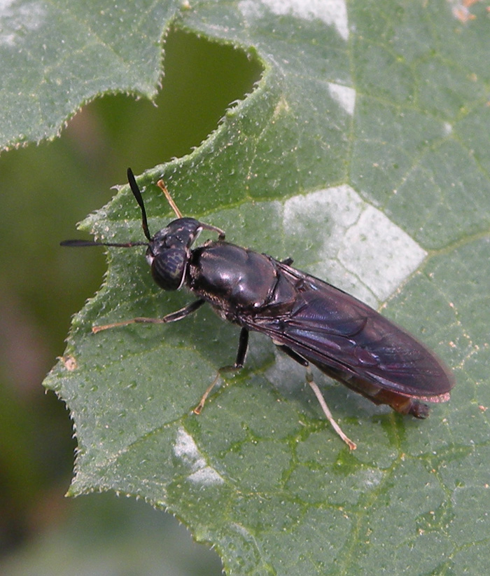 Hermetia illucens F (Stratiomyidae)