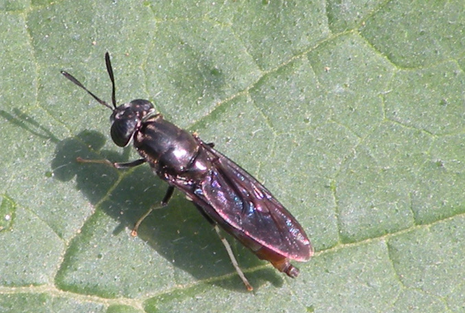 Hermetia illucens F (Stratiomyidae)