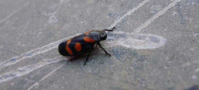 probabile Cercopis sanguinolenta