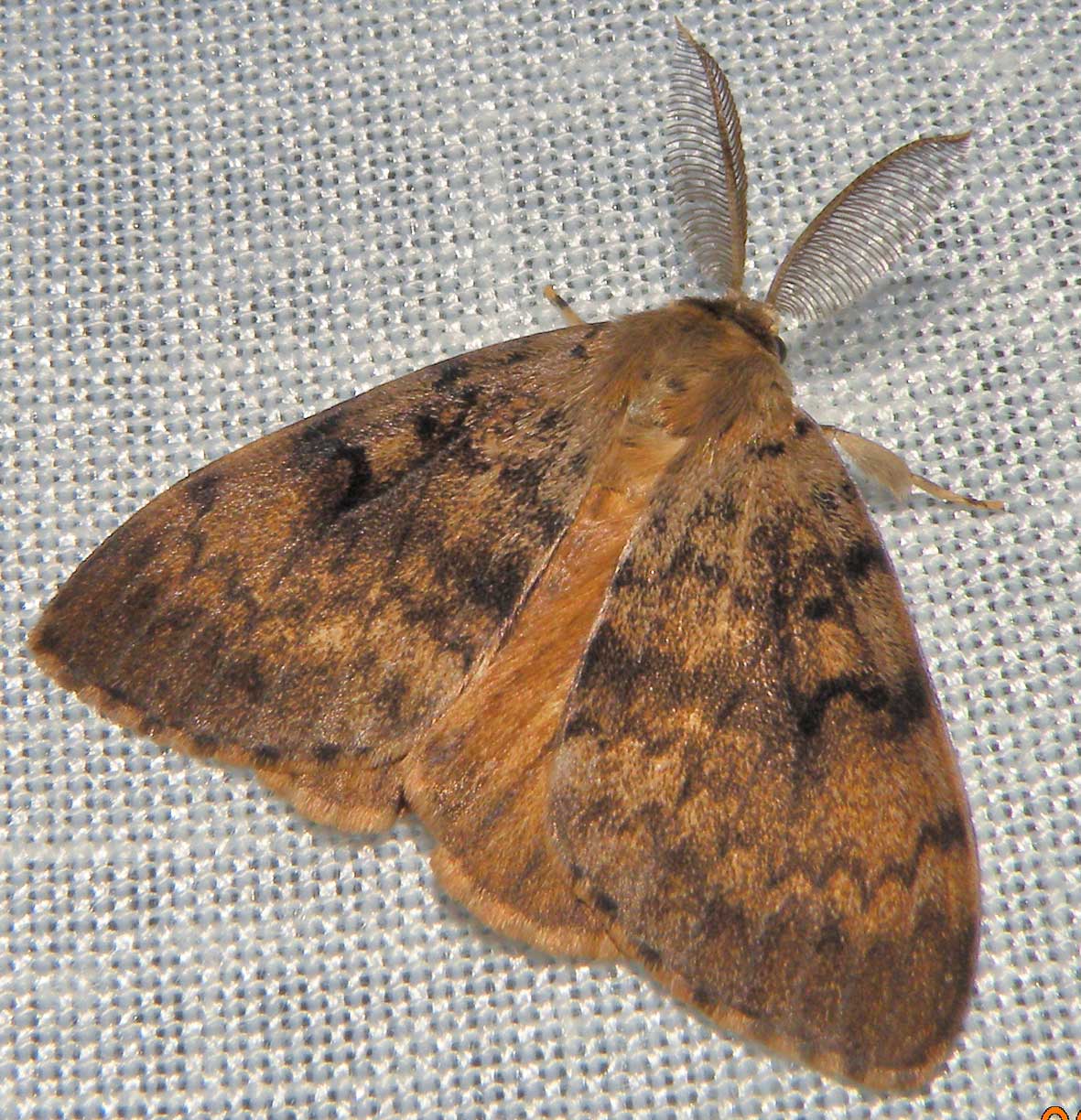 Lymantria Dispar