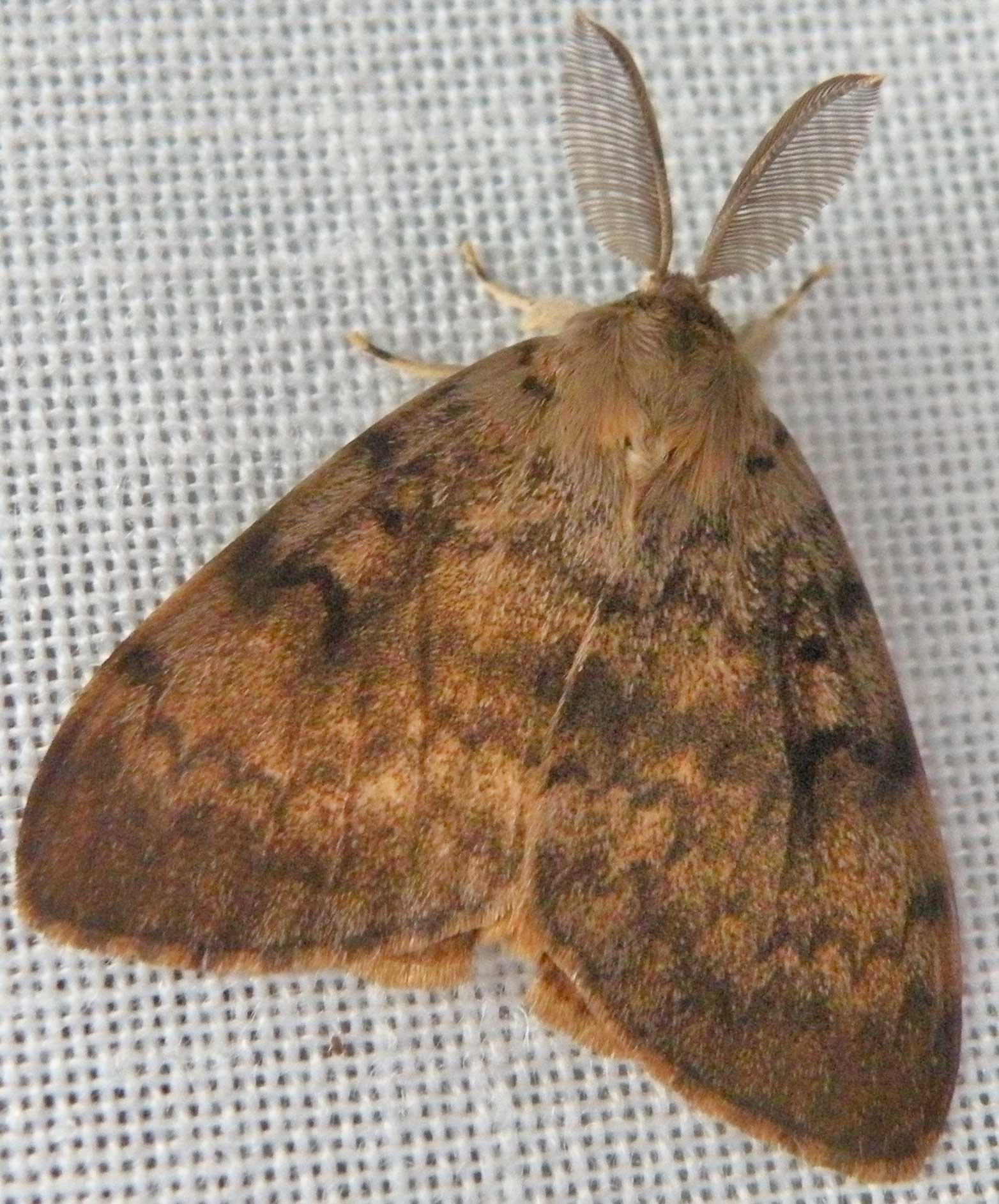 Lymantria Dispar