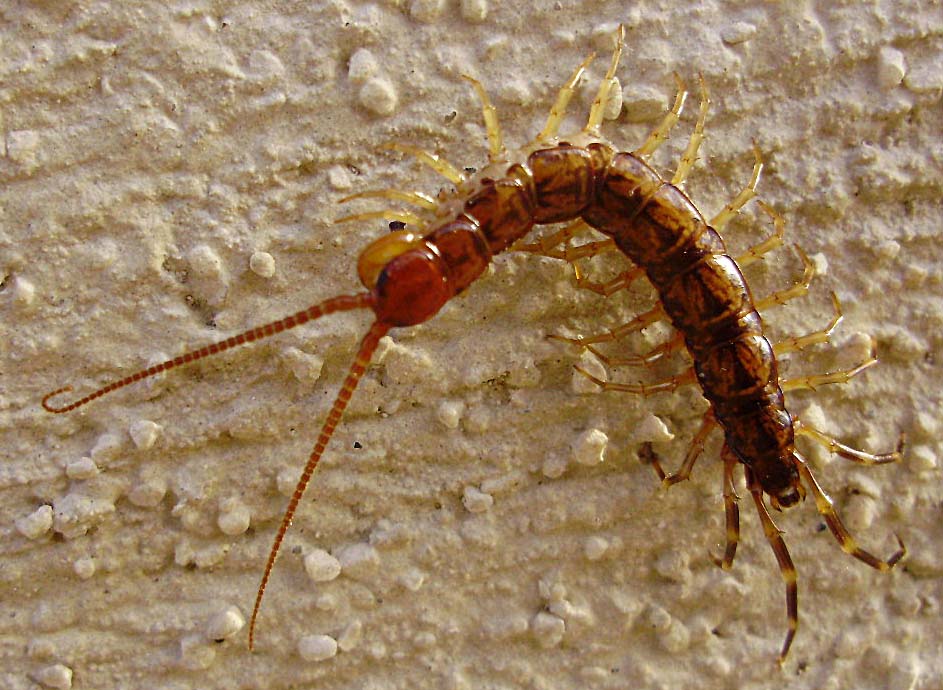 Eupolibothrus
