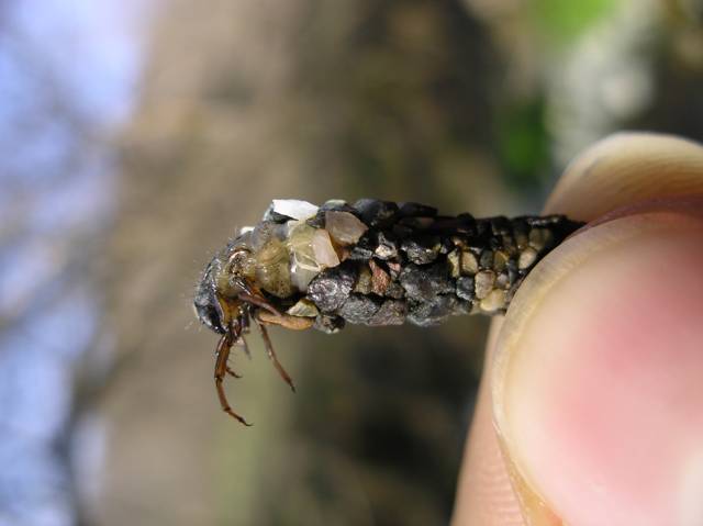 Cos''? Larva di Tricoptera