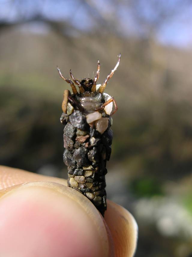 Cos''? Larva di Tricoptera