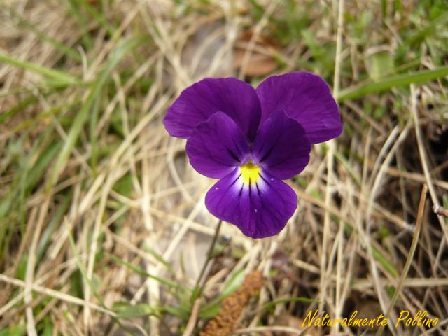 Viole da determinare