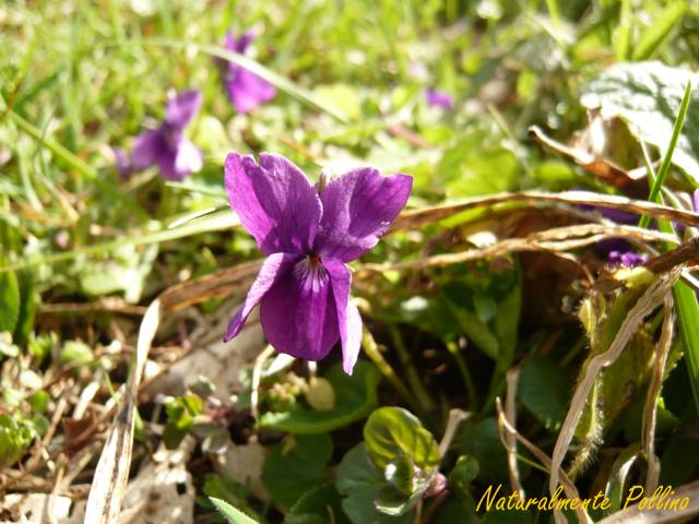 Viole da determinare