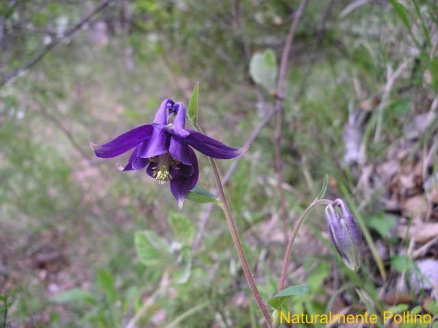 Fioriture nel Pollino