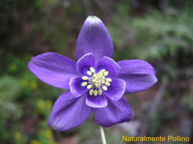 Fioriture nel Pollino