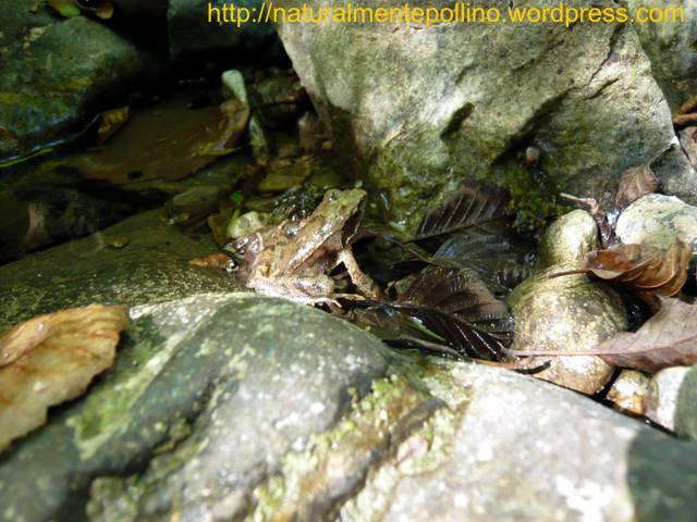 Torrente Peschiera (Parco Nazionale del Pollino)