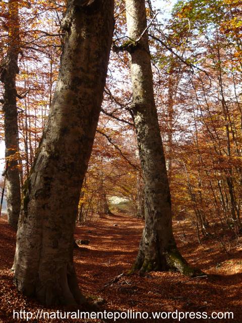 Autunno nel Pollino