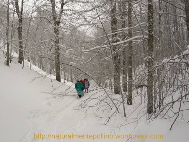 Pollino in inverno: verso i Pini Loricati