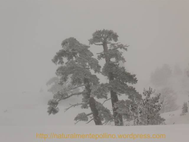 Pollino in inverno: verso i Pini Loricati