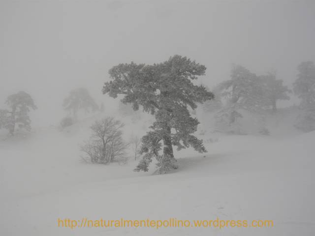 Pollino in inverno: verso i Pini Loricati