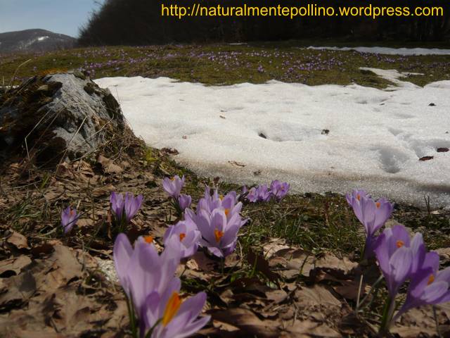 Fioriture nel Pollino