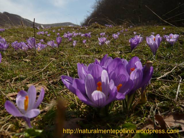 Fioriture nel Pollino