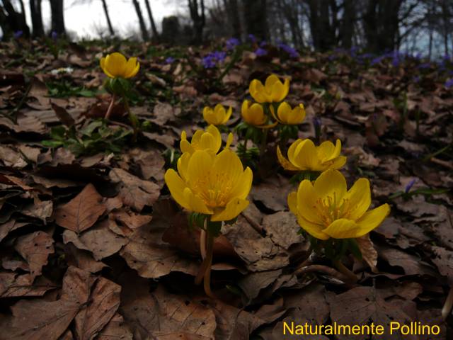 Fioriture nel Pollino