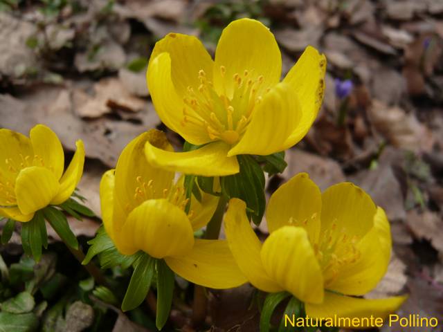 Fioriture nel Pollino