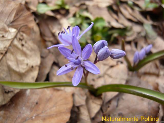 Fioriture nel Pollino