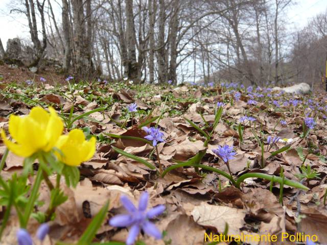 Fioriture nel Pollino