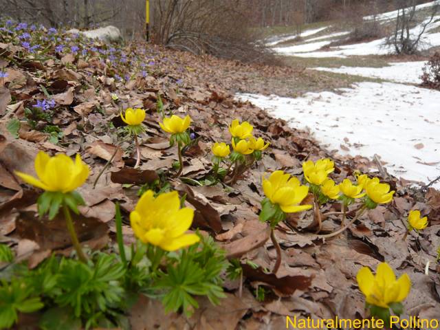 Fioriture nel Pollino
