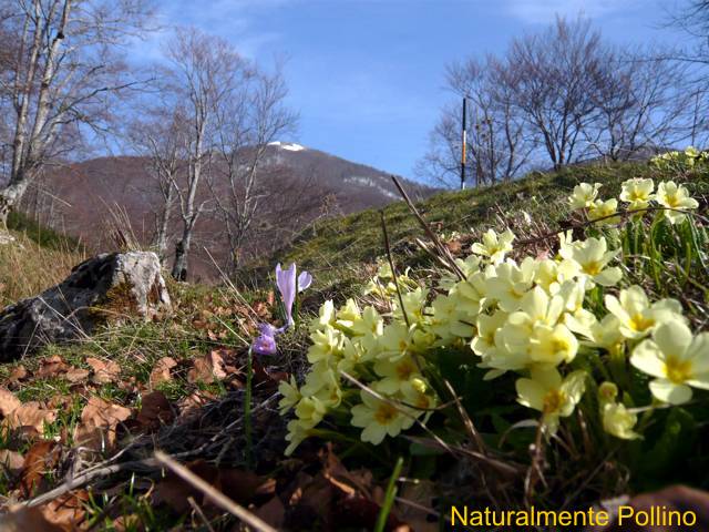 Fioriture nel Pollino