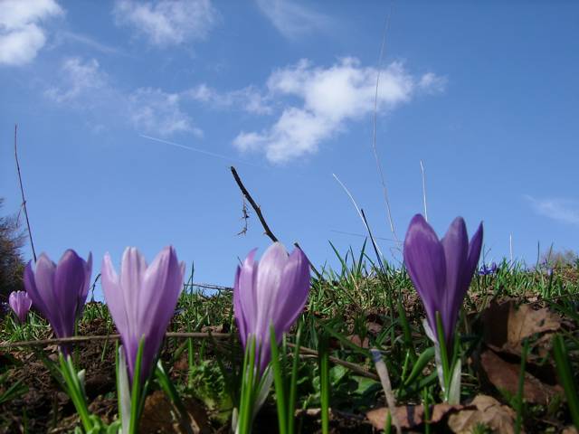 Primavera sul Pollino