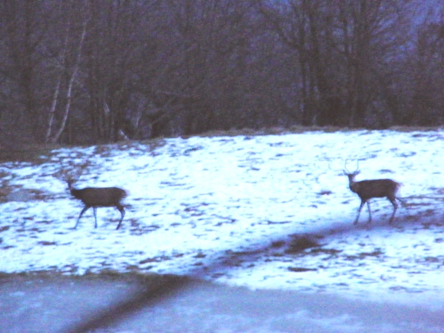ungulati nelle prealpi comasche