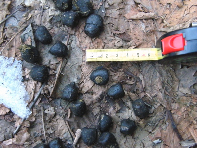 ungulati nelle prealpi comasche