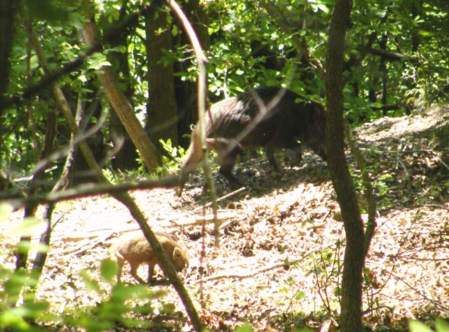 ungulati nelle prealpi comasche