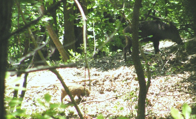 ungulati nelle prealpi comasche