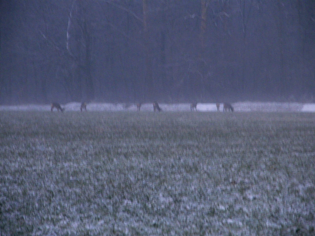 caprioli , riserva La Fagiana Parco del Ticino, lombardia